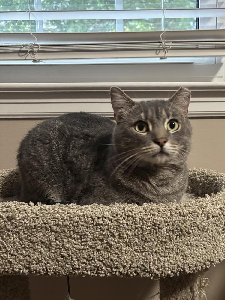 Enlarge MERCURY, a Adoptable mixed breed in Burlington, NC image 4/4