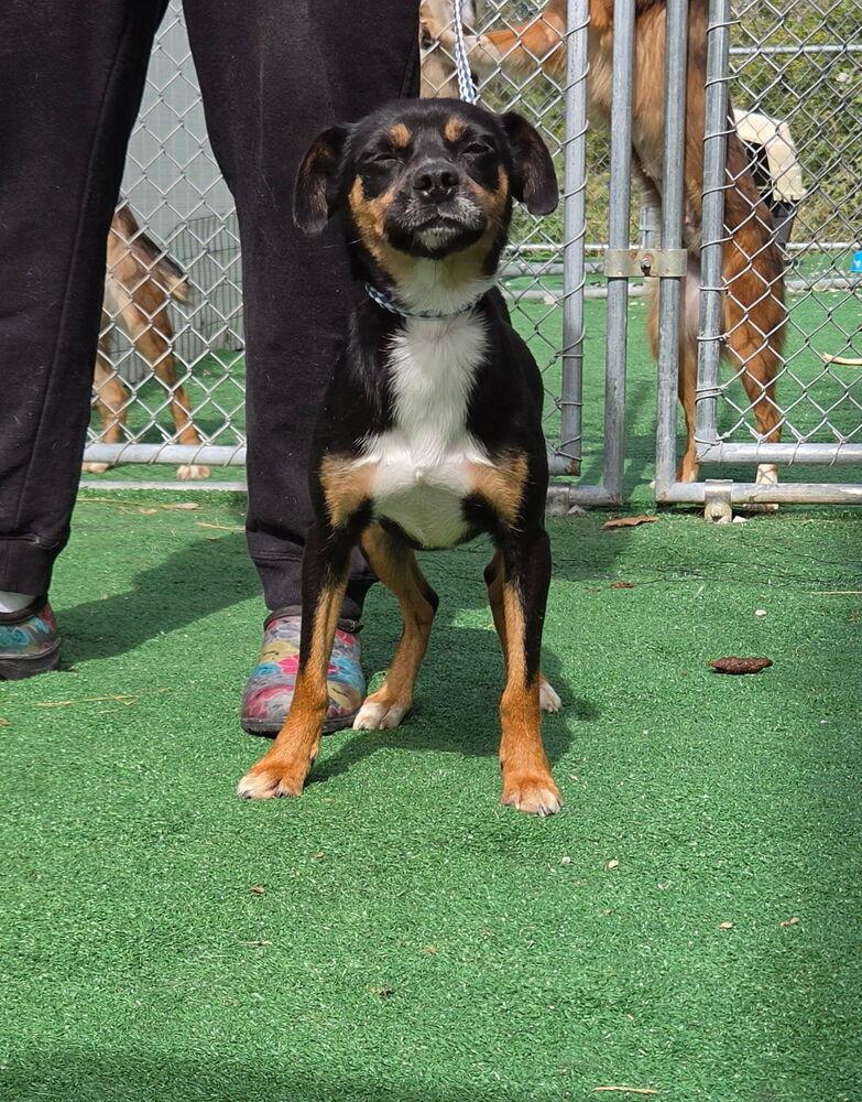 Charlie, Adoptable, Adult Female Rat Terrier & Terrier.