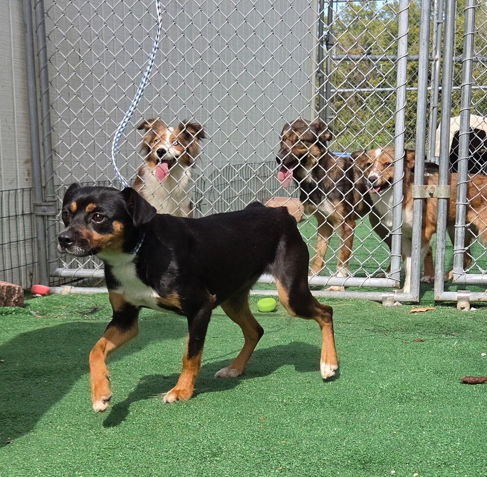 Enlarge Charlie, a Adoptable mixed breed in Waterloo, IL image 2/3