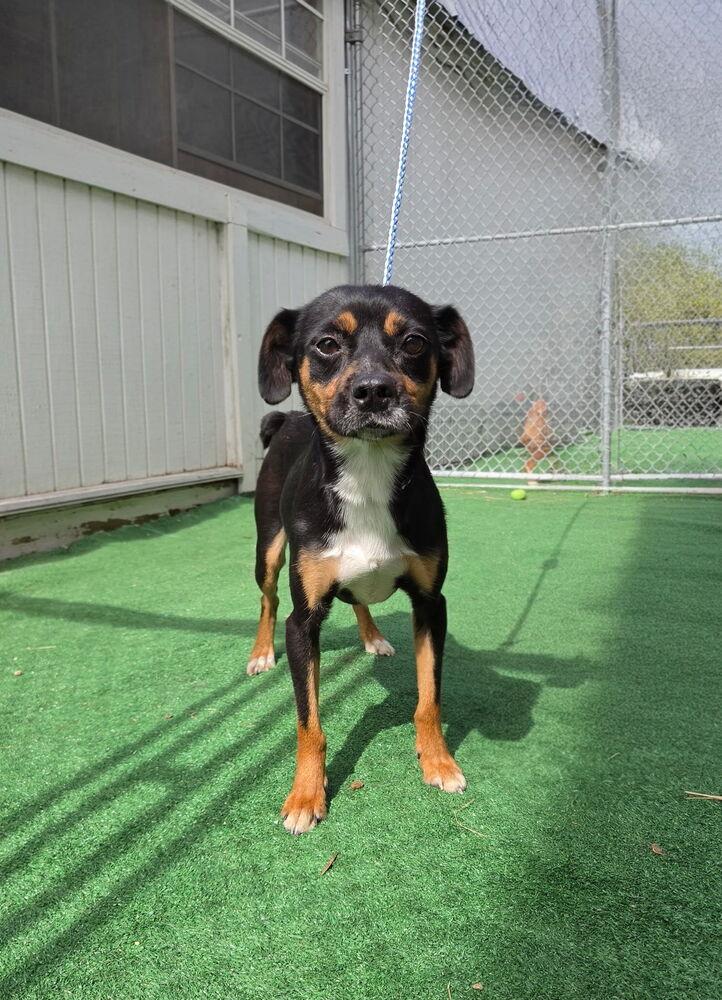 Enlarge Charlie, a Adoptable mixed breed in Waterloo, IL image 3/3
