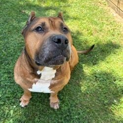 Moto moto- Foster To Adopt, an adoptable mixed breed in Mississauga, ON image 6/6