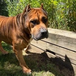 Moto moto- Foster To Adopt, an adoptable mixed breed in Mississauga, ON image 3/6