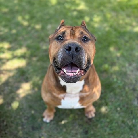 Moto moto- Foster To Adopt, an adoptable mixed breed in Mississauga, ON image 2/6