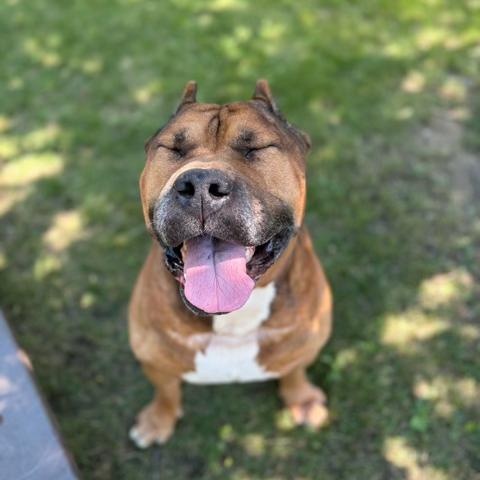 Moto moto- Foster To Adopt, adoptable, Adult Male American Bulldog.