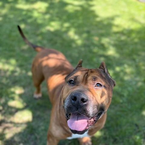 Moto moto- Foster To Adopt, an adoptable mixed breed in Mississauga, ON image 5/6