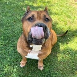 Moto moto- Foster To Adopt, an adoptable mixed breed in Mississauga, ON image 4/6