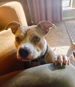 Amber (Coutesy Post), Adopted, Young Female Staffordshire Bull Terrier.