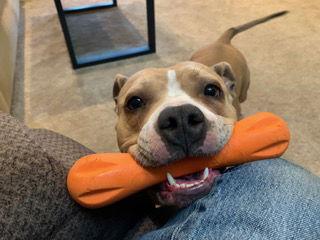 Enlarge Amber (Coutesy Post), a Adopted Staffordshire Bull Terrier in Davis, CA image 2/3