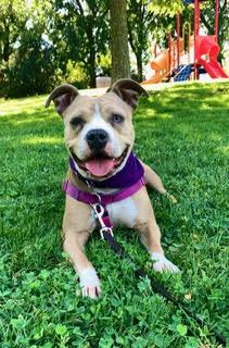 Enlarge Amber (Coutesy Post), a Adopted Staffordshire Bull Terrier in Davis, CA image 3/3
