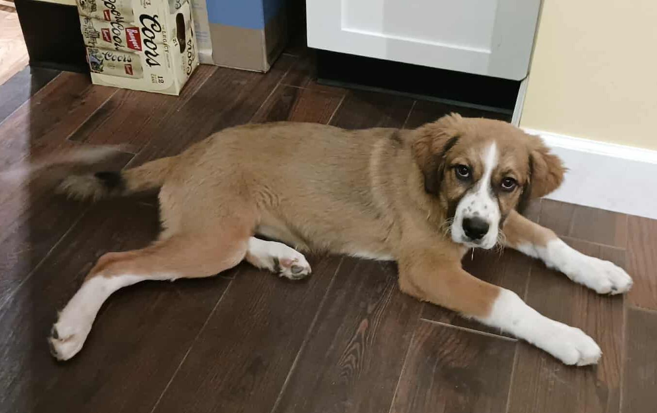 Darling Nikki, a Adoptable Great Pyrenees in Kiowa, OK image 4/6