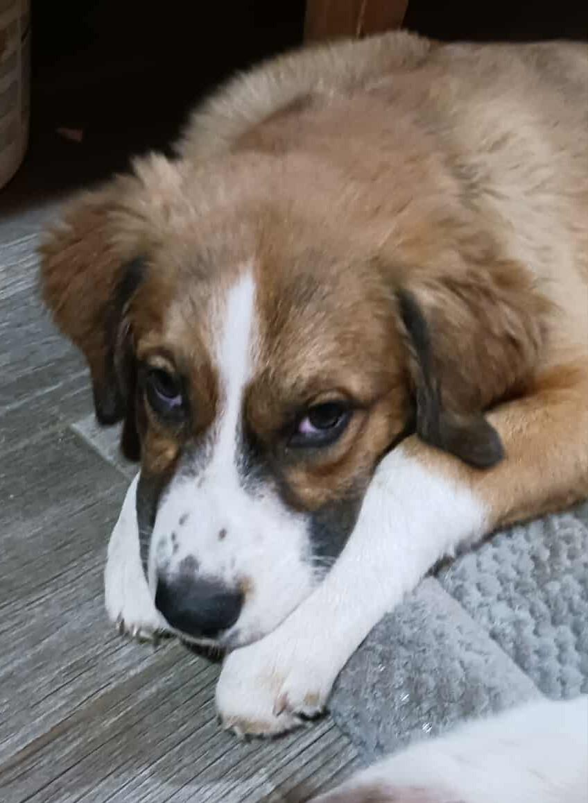 Darling Nikki, Adoptable, Puppy Female Great Pyrenees.