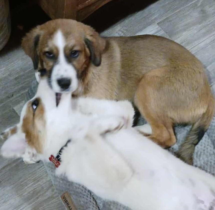 Darling Nikki, a Adoptable Great Pyrenees in Kiowa, OK image 5/6