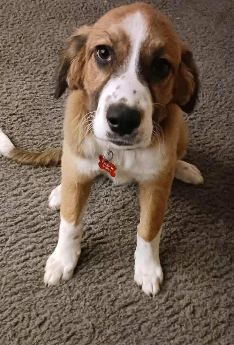 Darling Nikki, a Adoptable Great Pyrenees in Kiowa, OK image 3/6