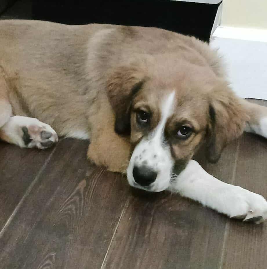 Darling Nikki, a Adoptable Great Pyrenees in Kiowa, OK image 1/6