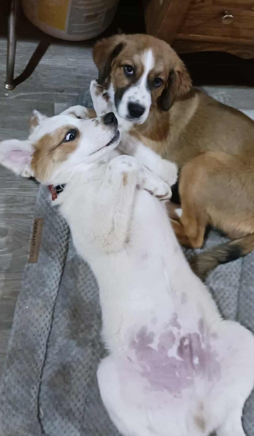Darling Nikki, a Adoptable Great Pyrenees in Kiowa, OK image 6/6