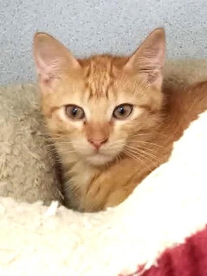 Pope, Adoptable, Young Male Domestic Short Hair.