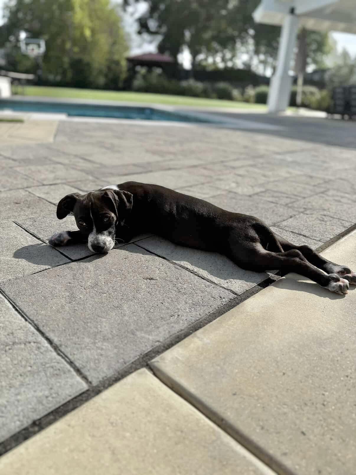 Sparrow~ sweet snuggler, Adoptable, Puppy Female Beagle & Pit Bull Terrier.