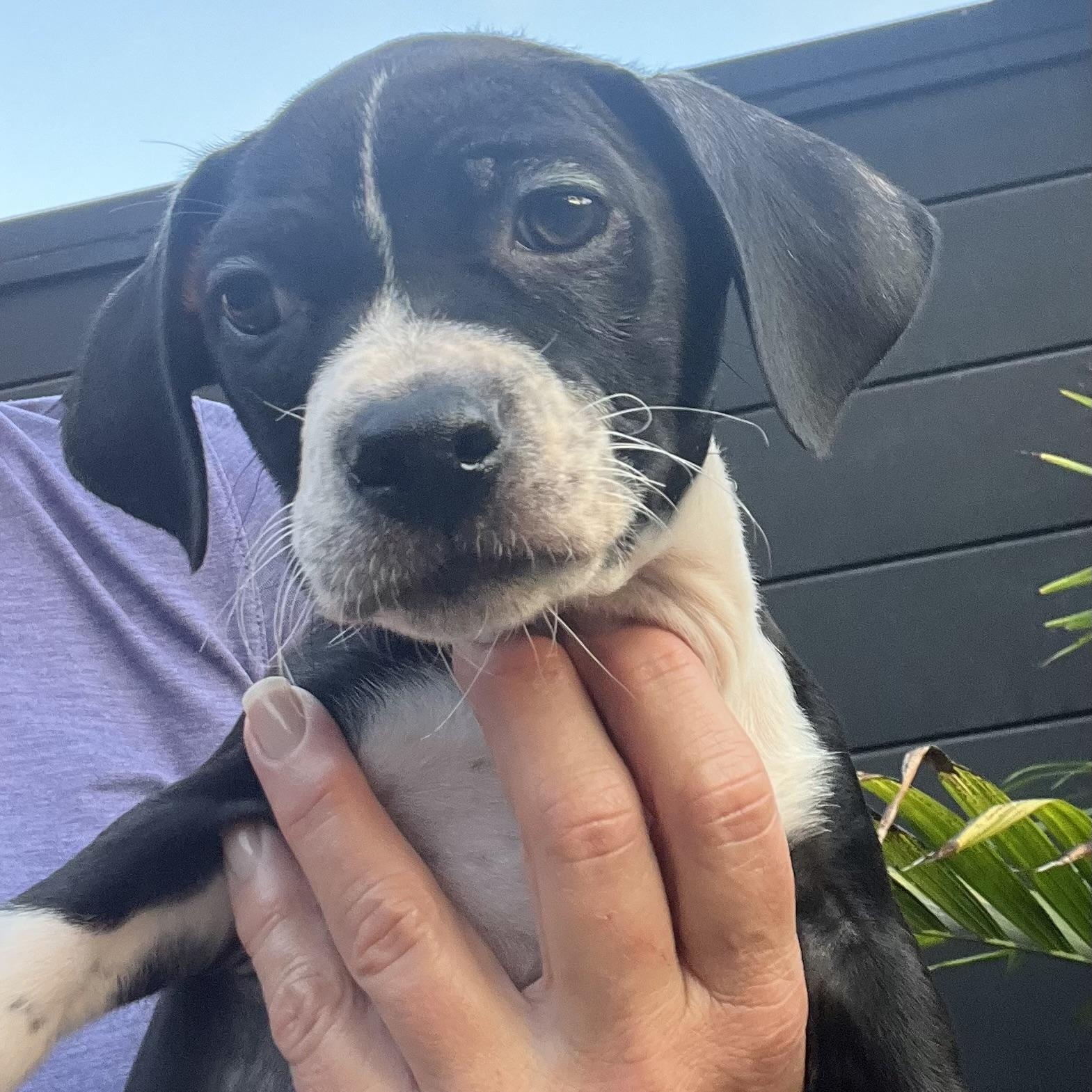 Sparrow~ sweet snuggler, a Adoptable mixed breed in Irvine, CA image 3/3