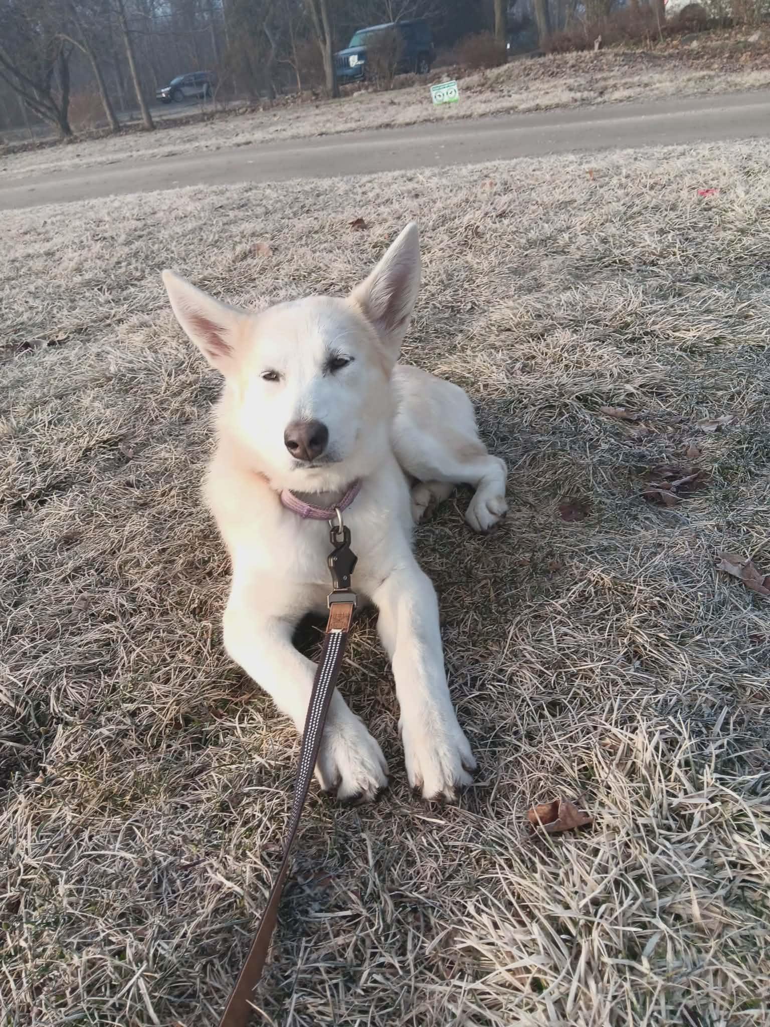 Polar Bear -BK, Adoptable, Young Female Alaskan Malamute & German Shepherd Dog.