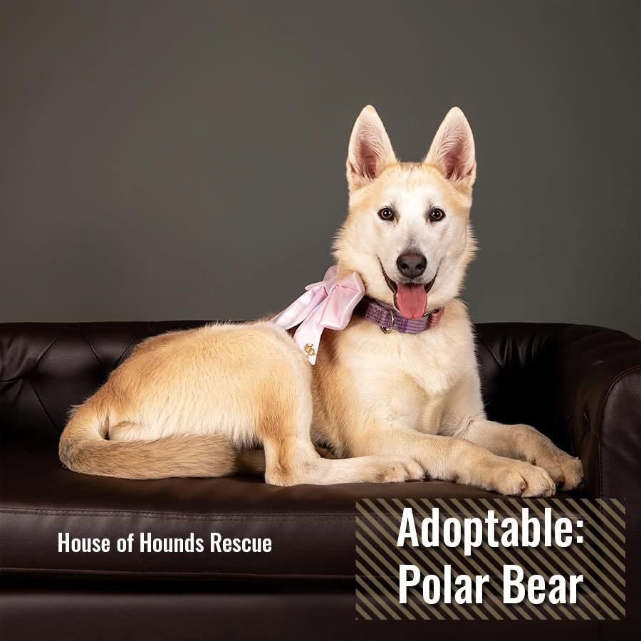 Enlarge Polar Bear -BK, a Adoptable mixed breed in Clinton, MI image 3/3