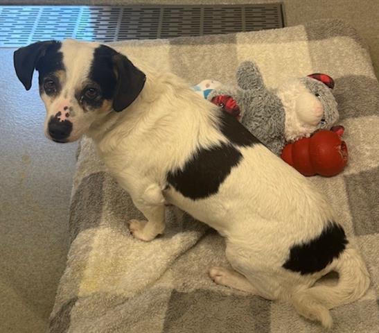 Enlarge MARSHALL, a Adoptable mixed breed in San Martin, CA image 1/1