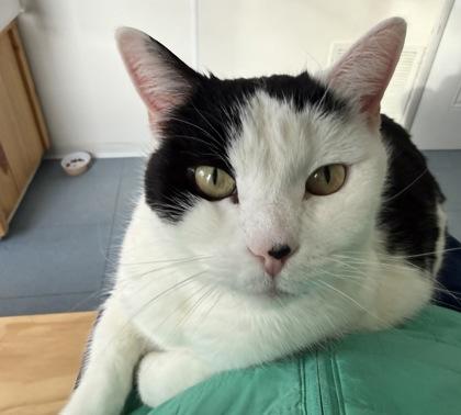 Bunny, ADOPTABLE, Adult Female Domestic Short Hair.