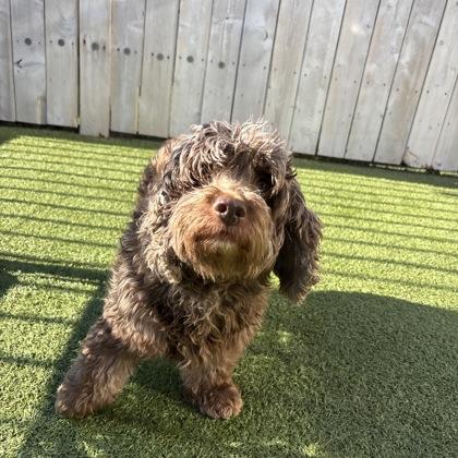 Tiny, Adoptable, Adult Female English Cocker Spaniel & Poodle.