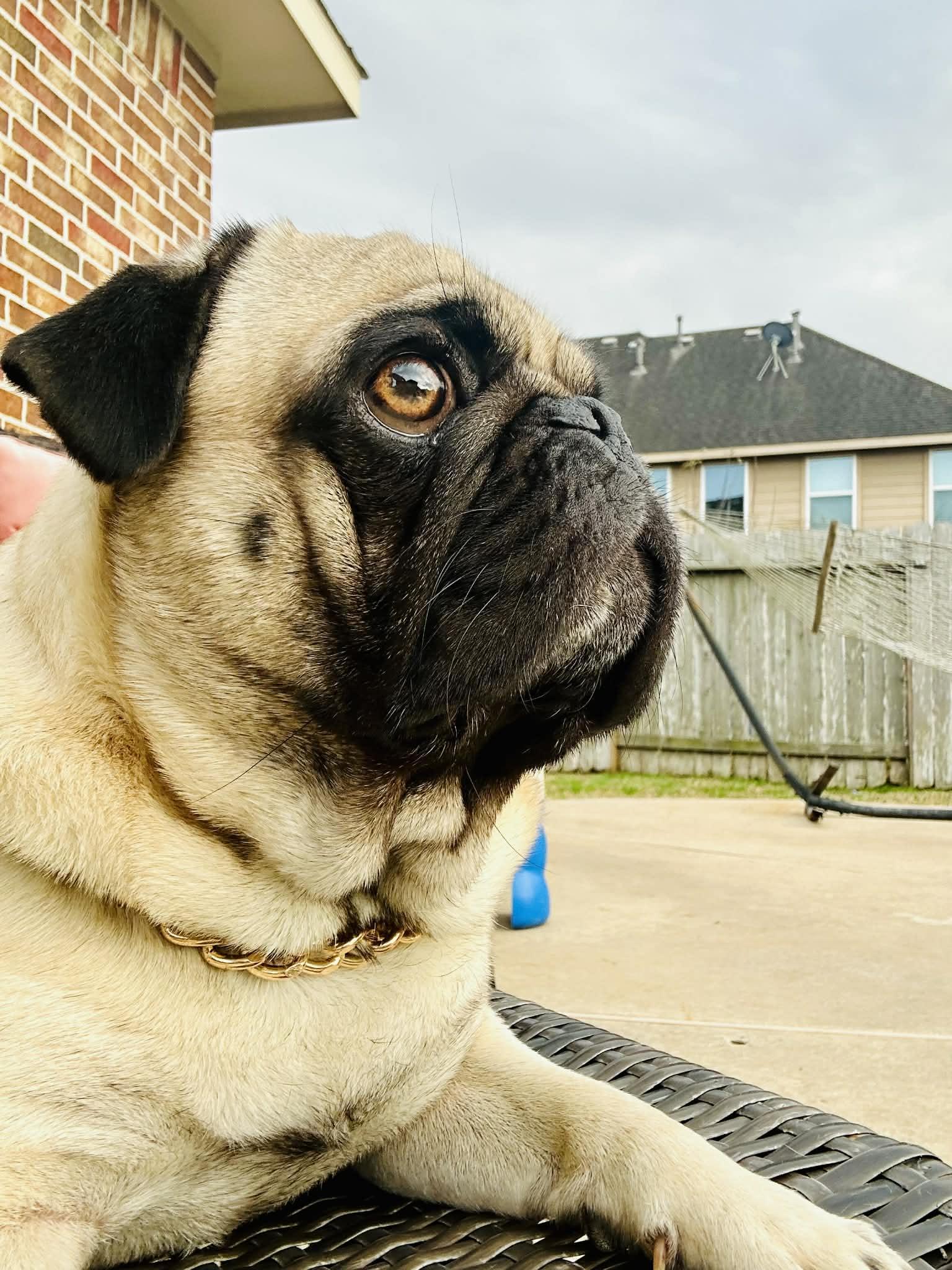 Enlarge BEAR Adoption Ready 4/1/2026, an adopted Pug in Salem, OR image 3/5