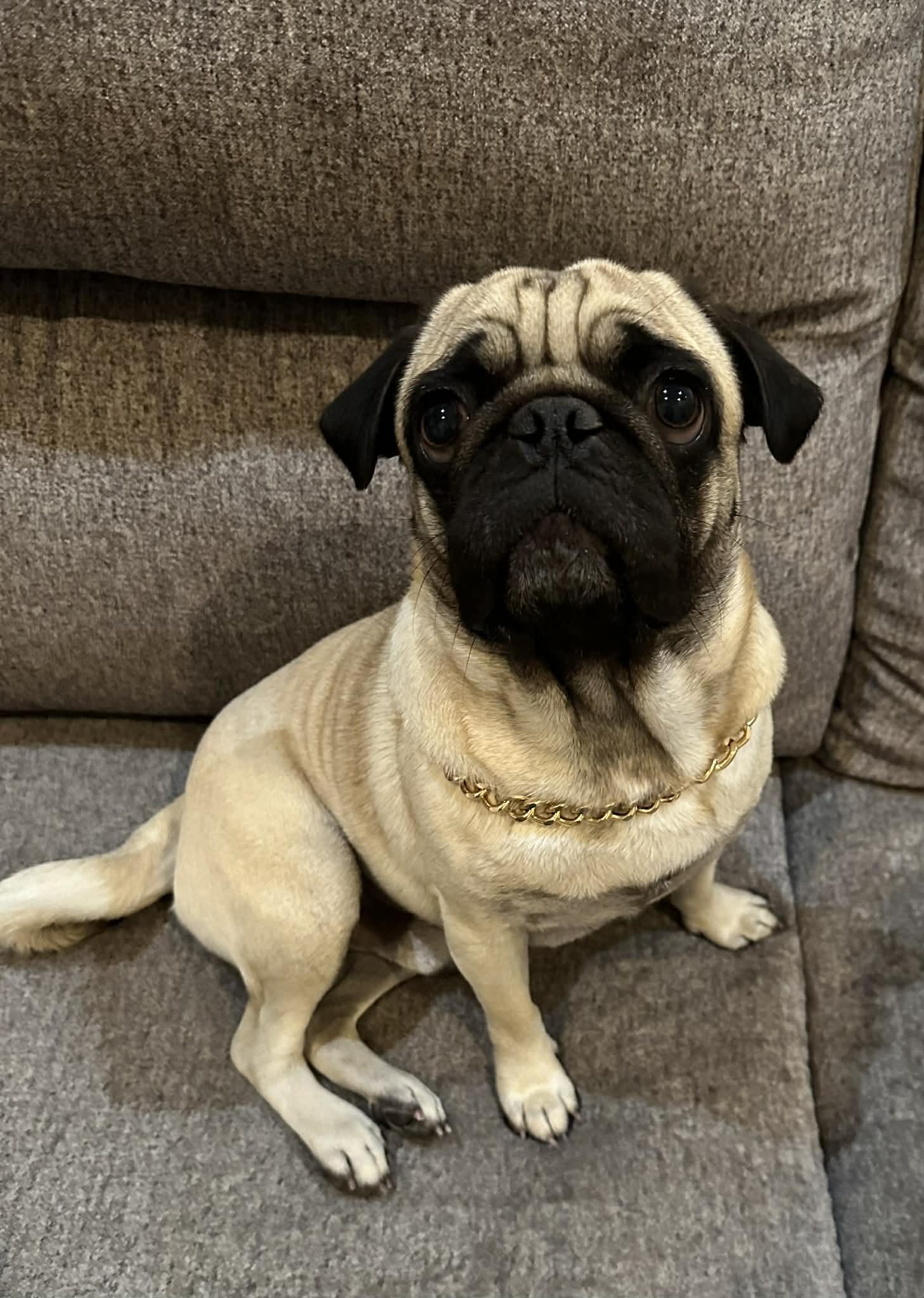 Enlarge BEAR Adoption Ready 4/1/2026, an adopted Pug in Salem, OR image 4/5