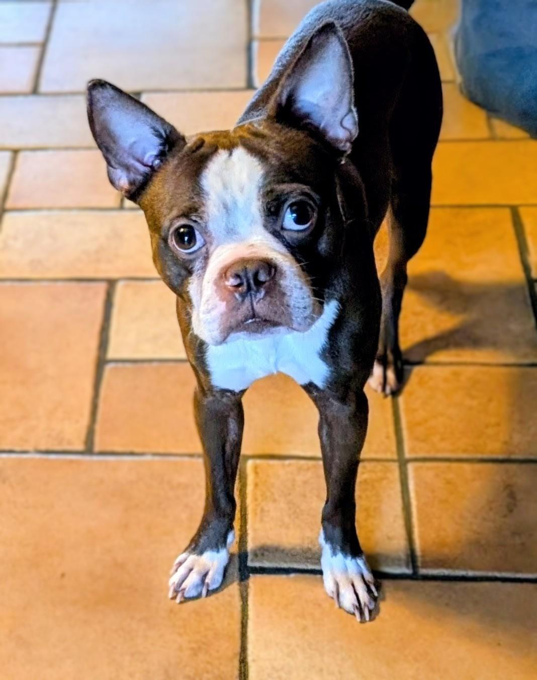 Enlarge Tug - Phoenix area, a ADOPTABLE Boston Terrier in Mayer, AZ image 3/3