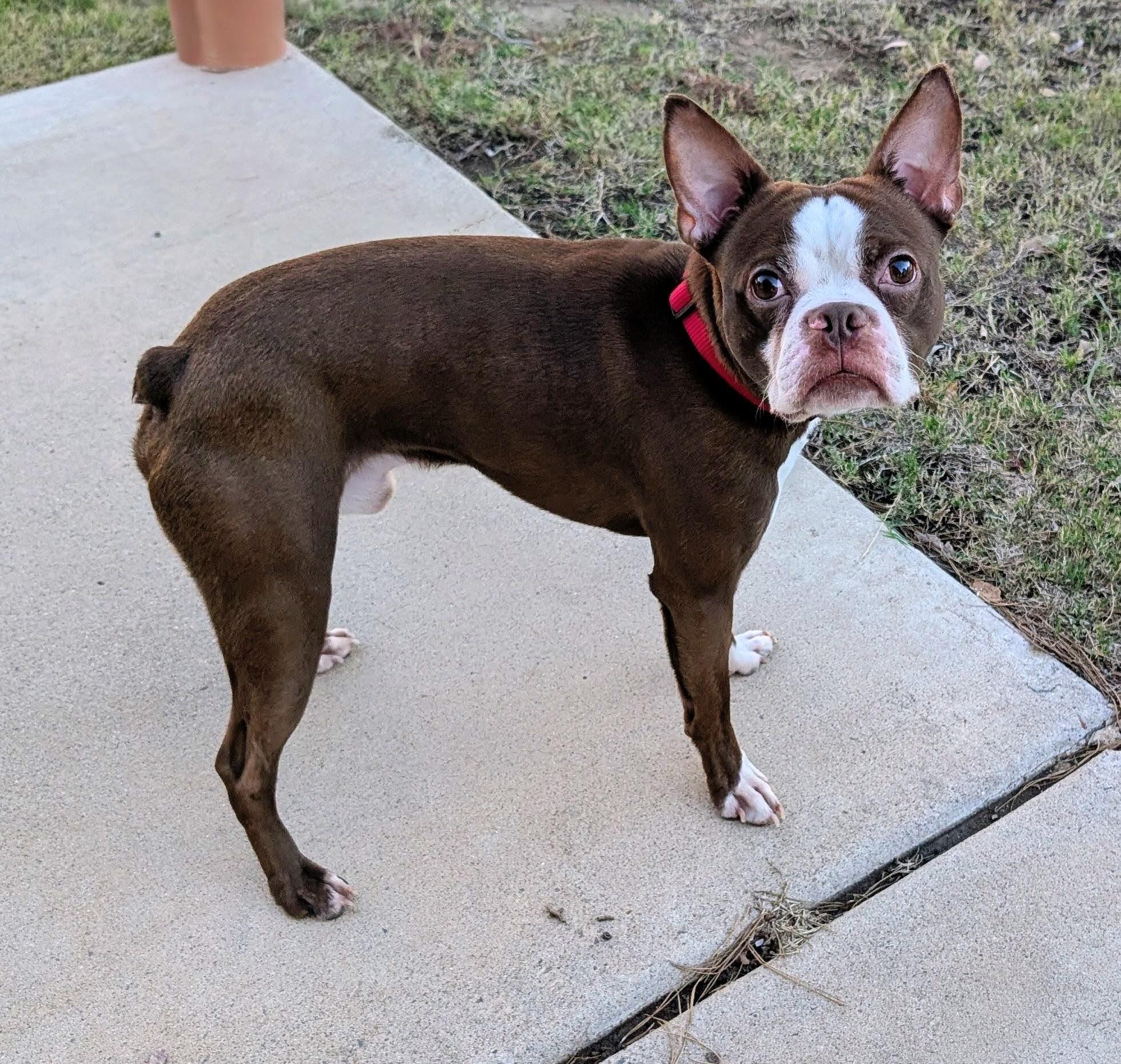 Enlarge Tug - Phoenix area, a ADOPTABLE Boston Terrier in Mayer, AZ image 1/3