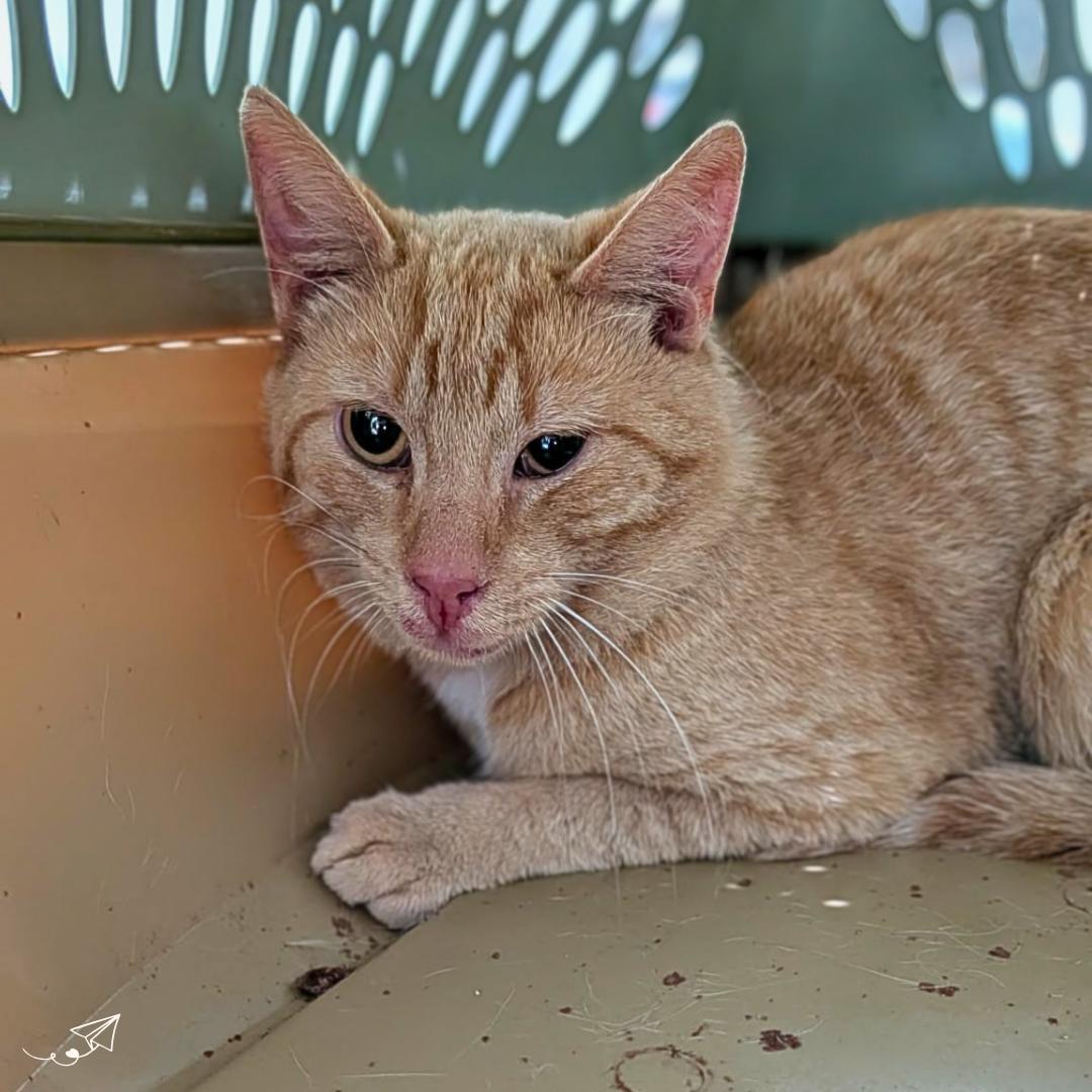 Mr. Smee, Adoptable, Young Male Domestic Short Hair.