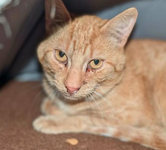 Enlarge Mr. Smee, a Adoptable mixed breed in Montréal, QC image 2/2