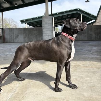 Enlarge Dino, a Adoptable mixed breed in Springfield, MO image 4/6