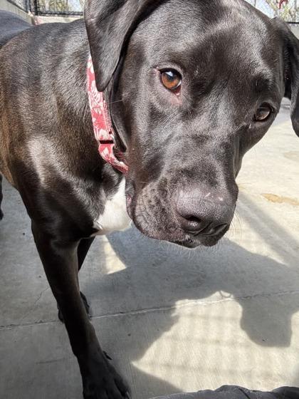 Enlarge Dino, a Adoptable mixed breed in Springfield, MO image 6/6
