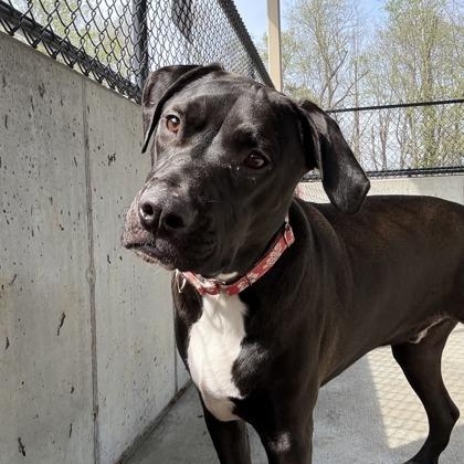 Enlarge Dino, a Adoptable mixed breed in Springfield, MO image 5/6