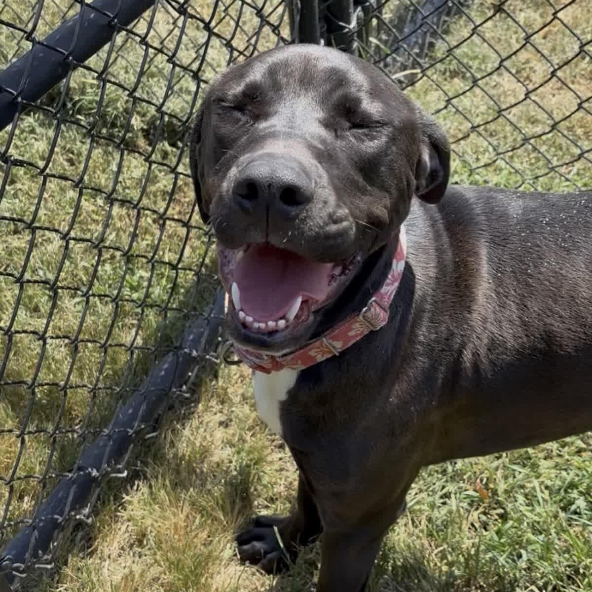 Enlarge Dino, a Adoptable mixed breed in Springfield, MO image 3/6