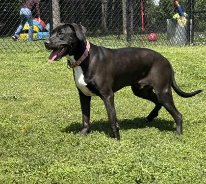Enlarge Dino, a Adoptable mixed breed in Springfield, MO image 2/6