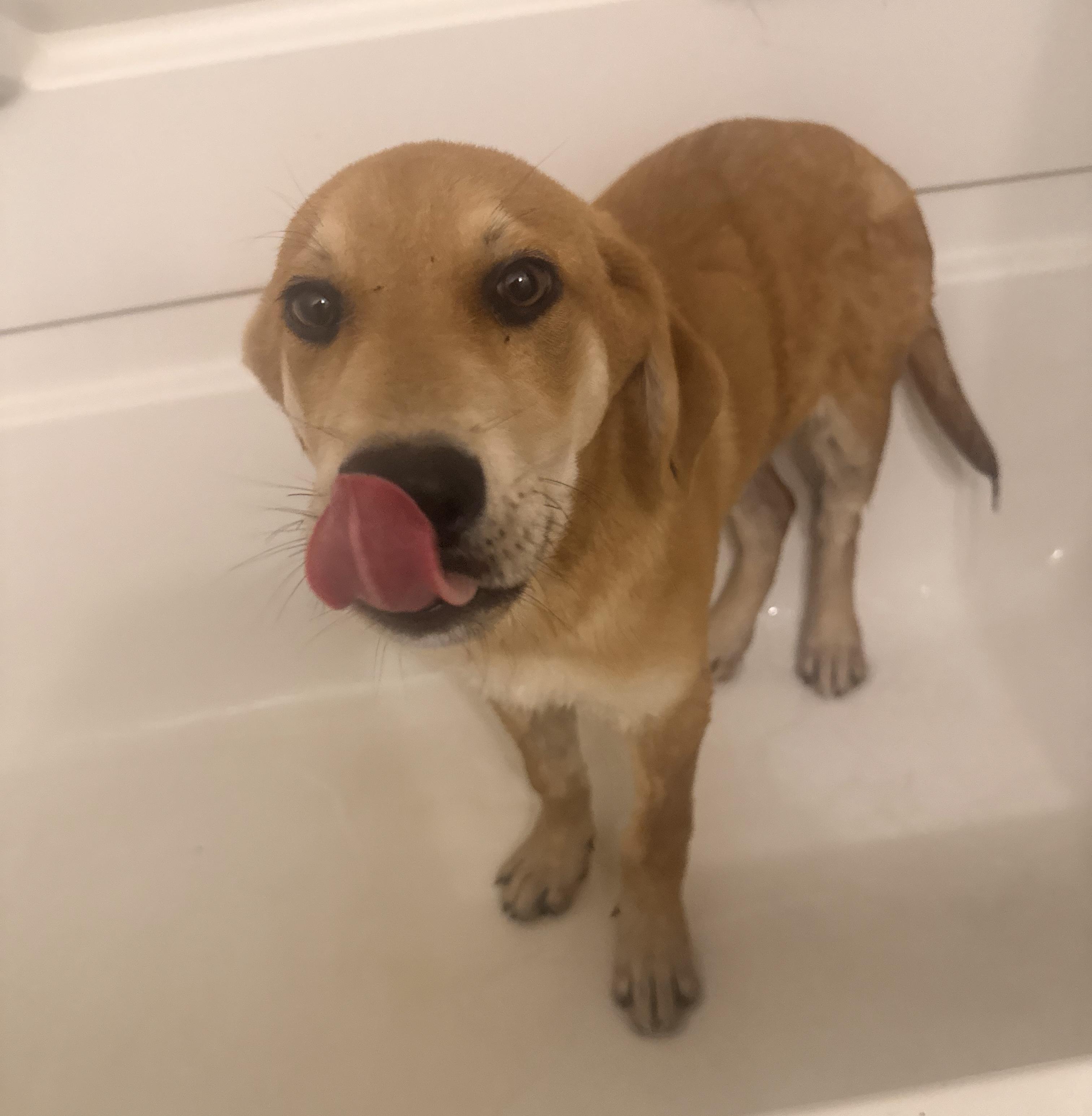 Cedar, an adopted mixed breed in Bloomingdale, GA image 3/4