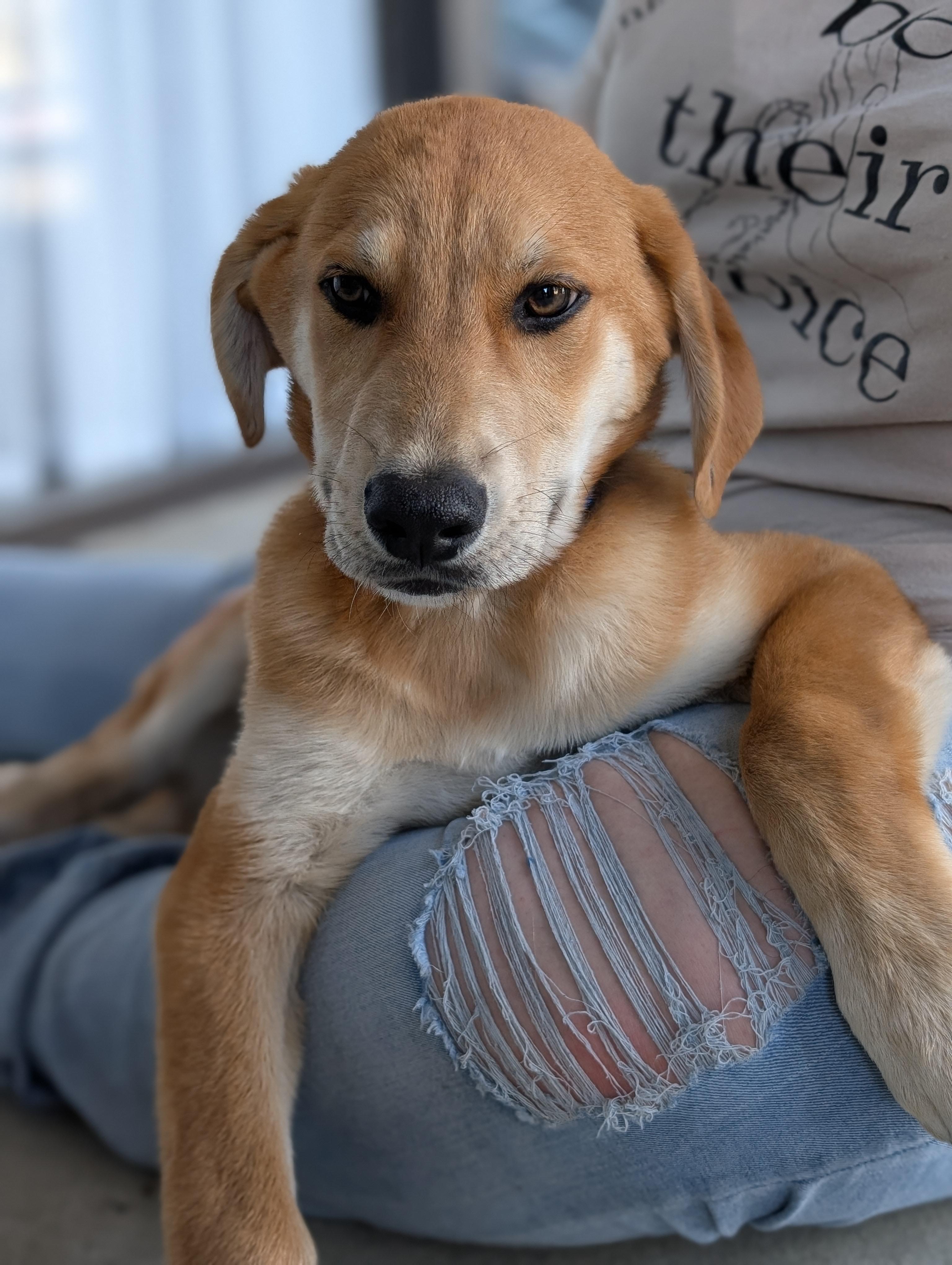 Cedar, an adopted mixed breed in Bloomingdale, GA image 2/4