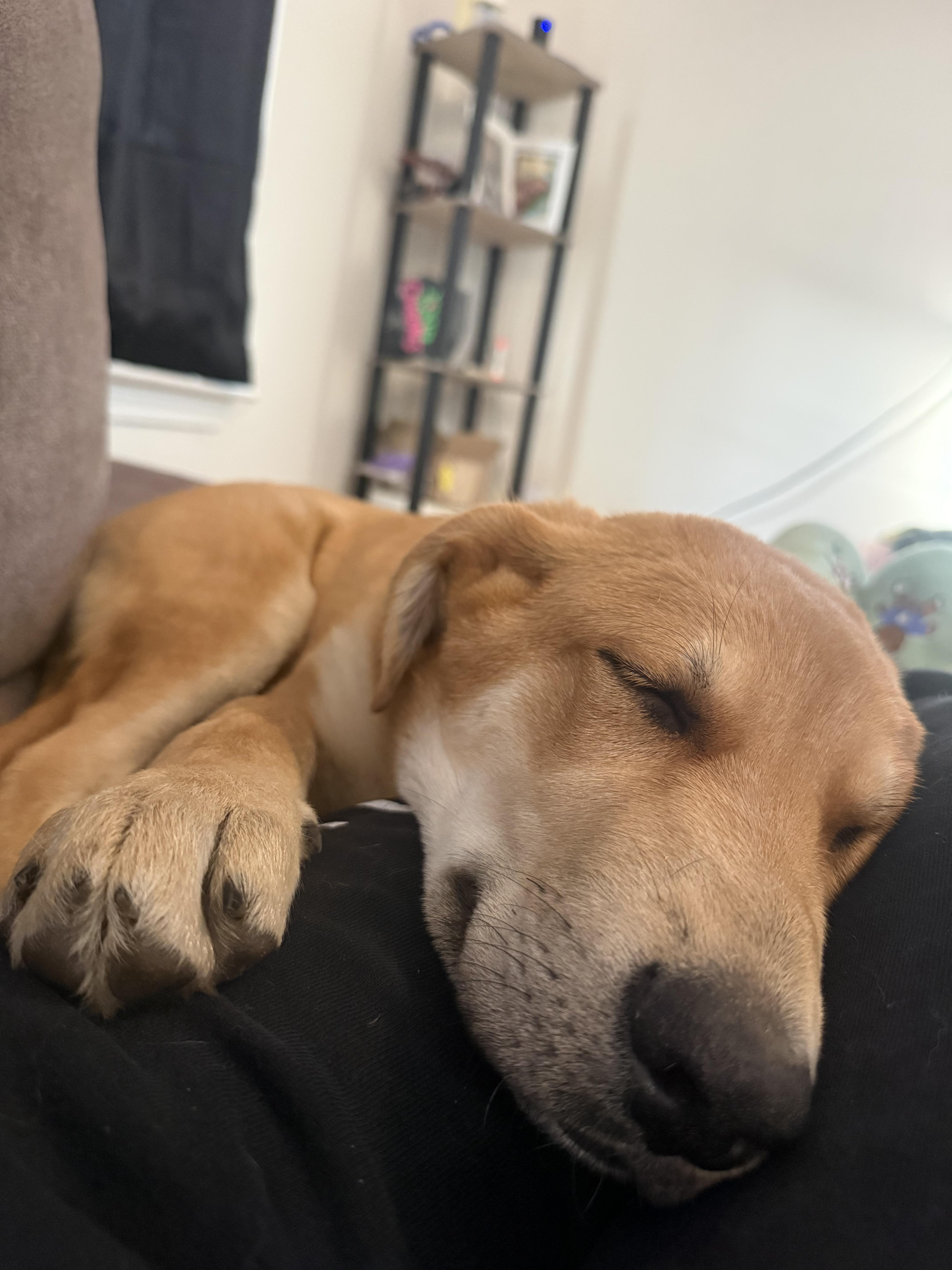 Cedar, an adopted mixed breed in Bloomingdale, GA image 4/4