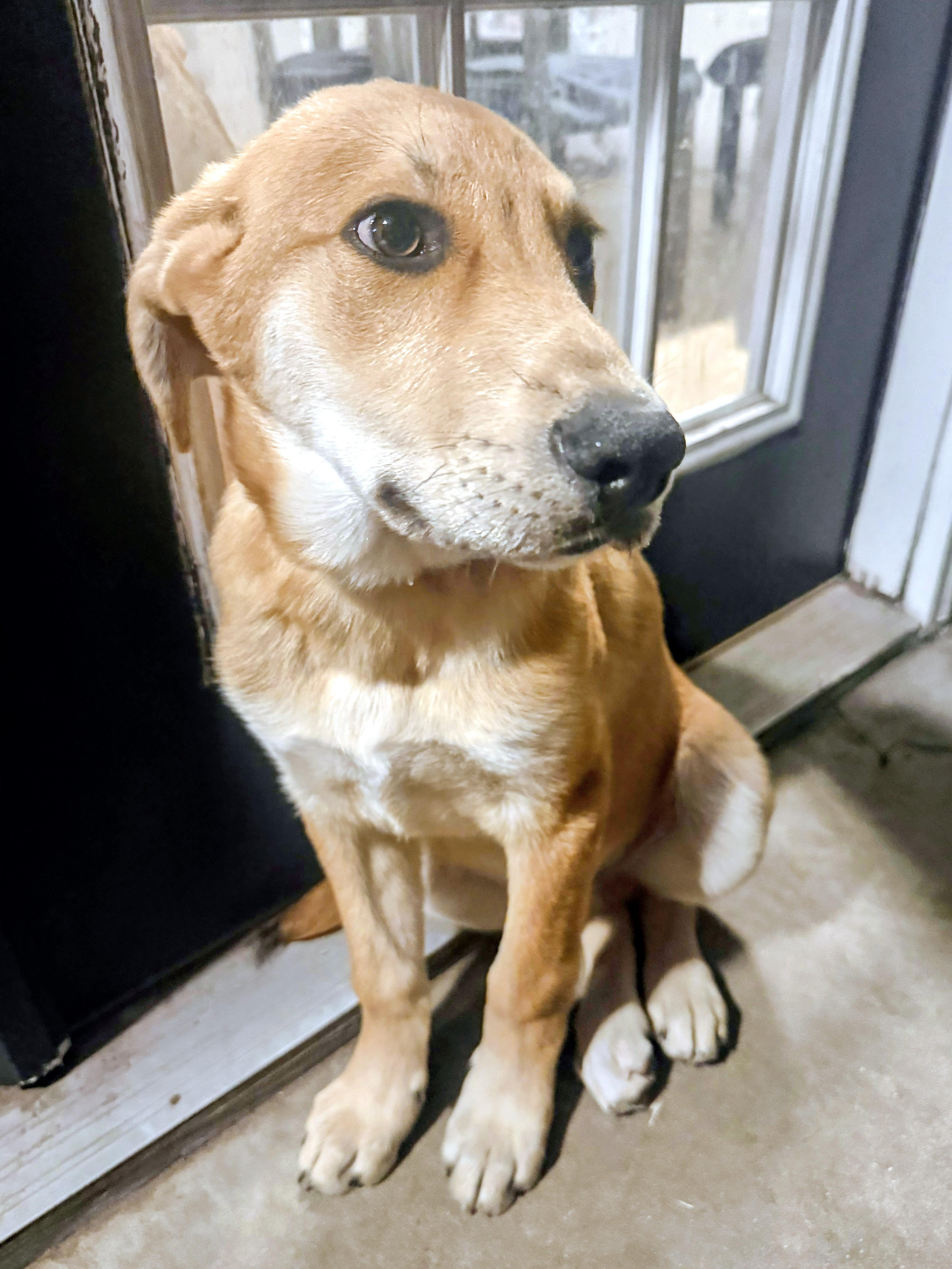 Cedar, adopted, Puppy Male Yellow Labrador Retriever & German Shepherd Dog.