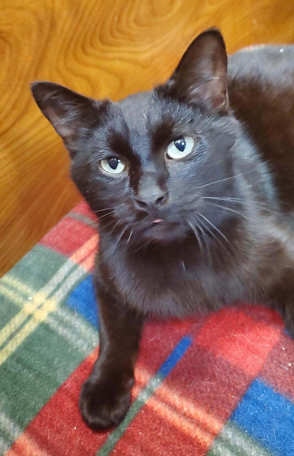 Enlarge Onyx, a ADOPTABLE Domestic Short Hair in Port Jefferson Station, NY image 1/1