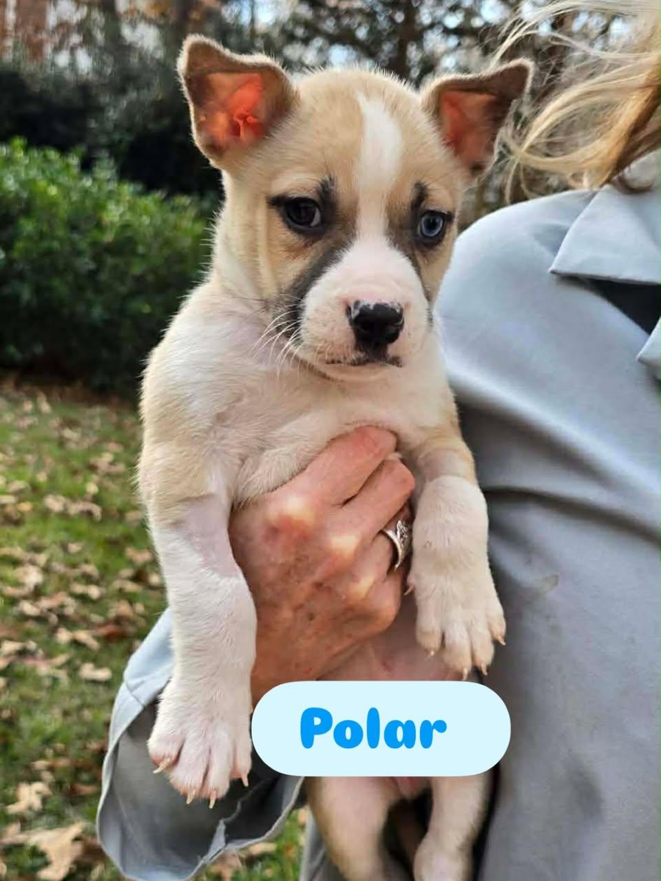 Enlarge Polar, a ADOPTABLE mixed breed in St. Albans, VT image 1/1