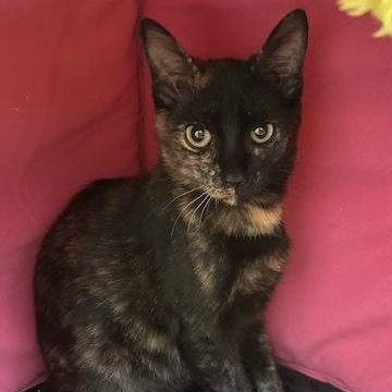Twyla, Adoptable, Kitten Female Domestic Short Hair & Tortoiseshell.