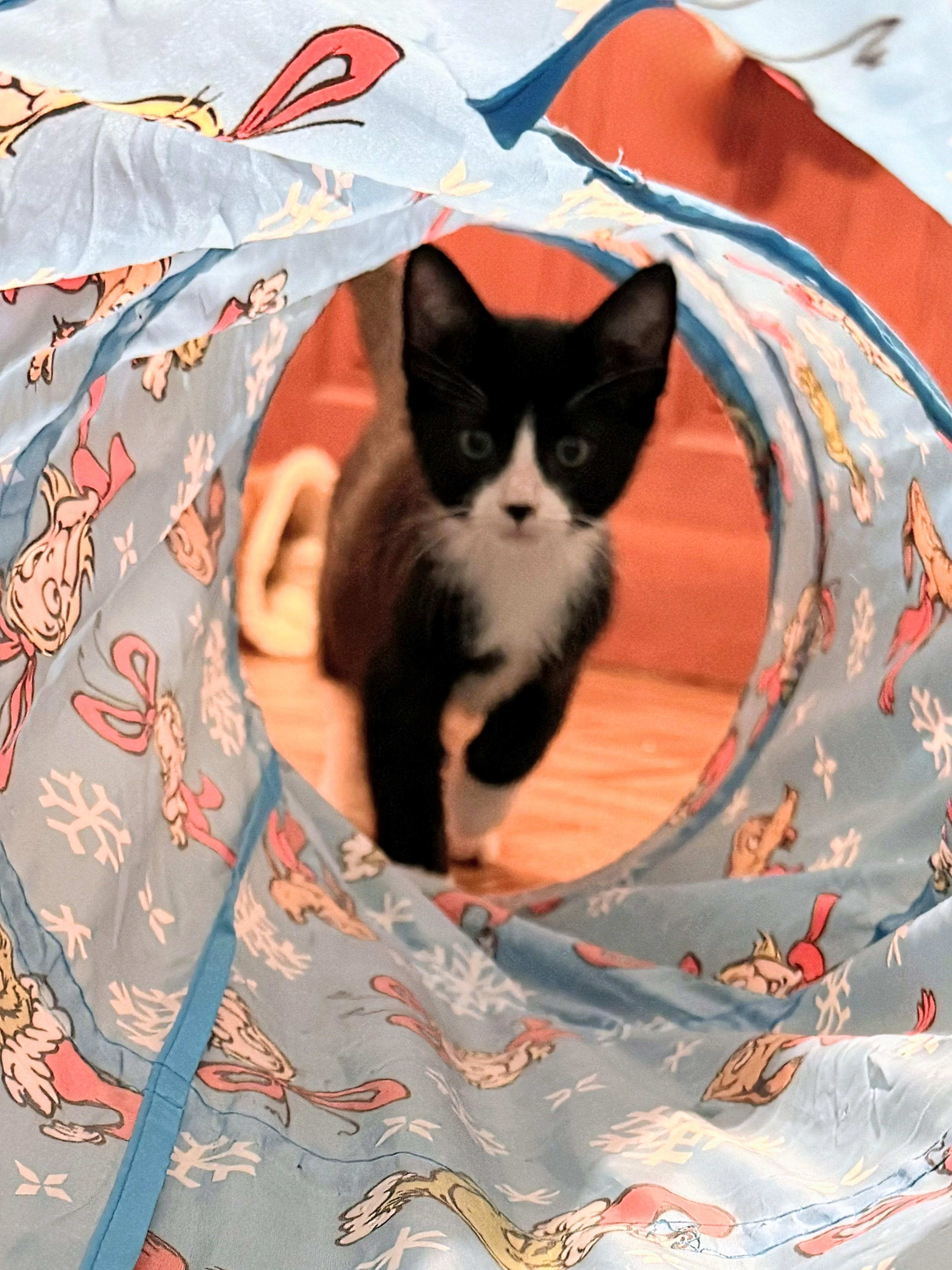 Yoda, Adoptable, Young Male Domestic Short Hair.