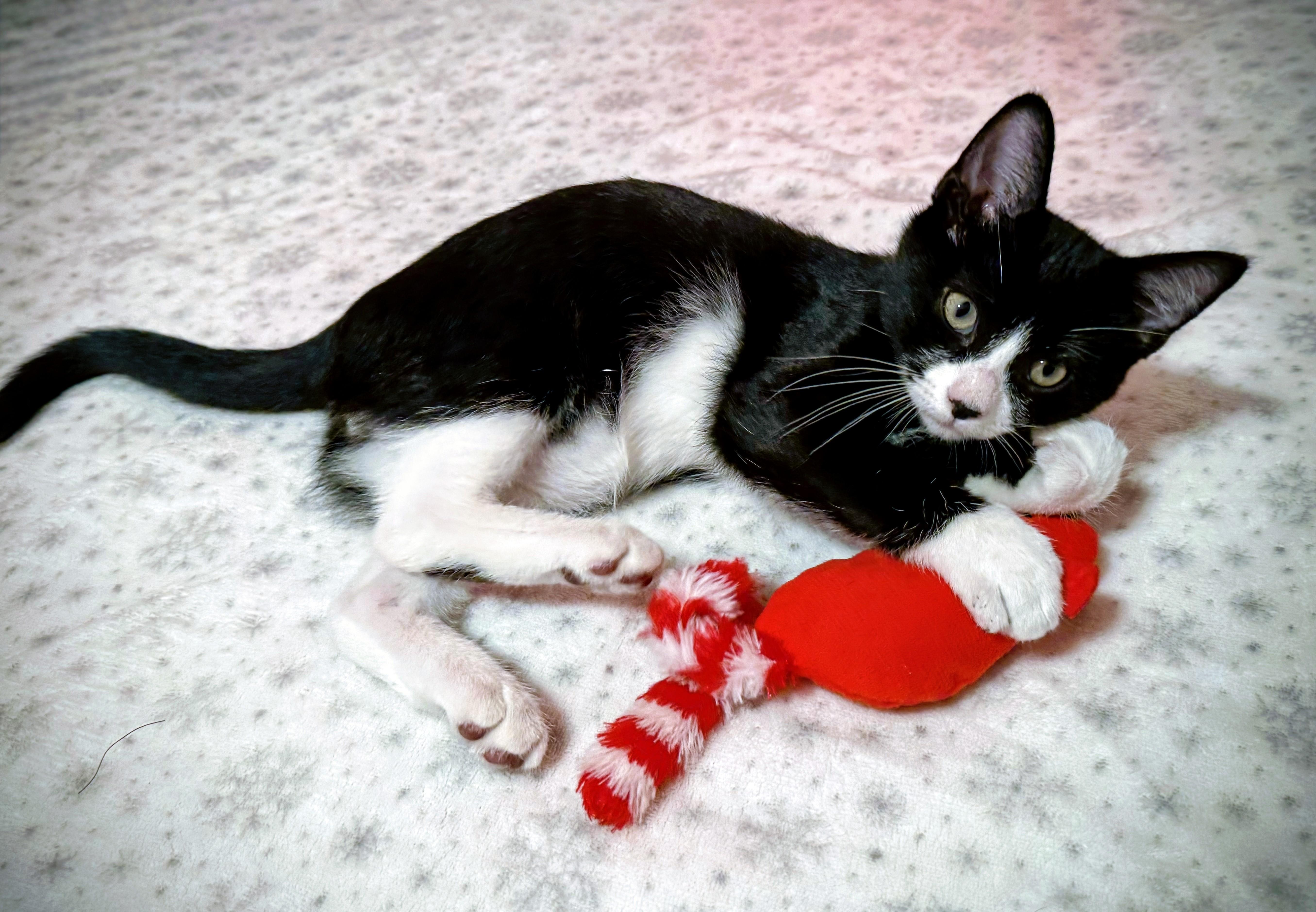 Yoda, a Adoptable mixed breed in Santa Cruz, CA image 5/5