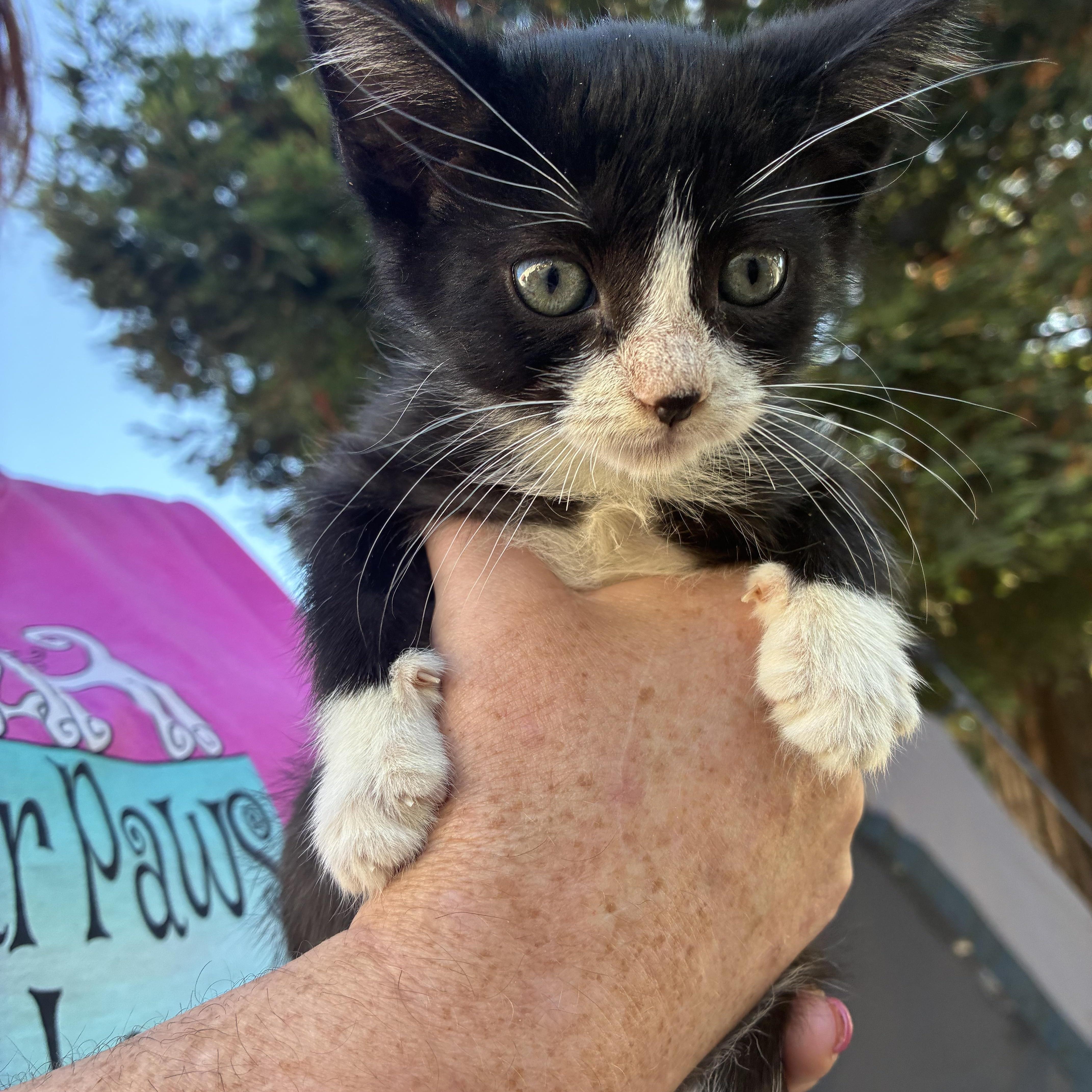 Yoda, a Adoptable mixed breed in Santa Cruz, CA image 2/5
