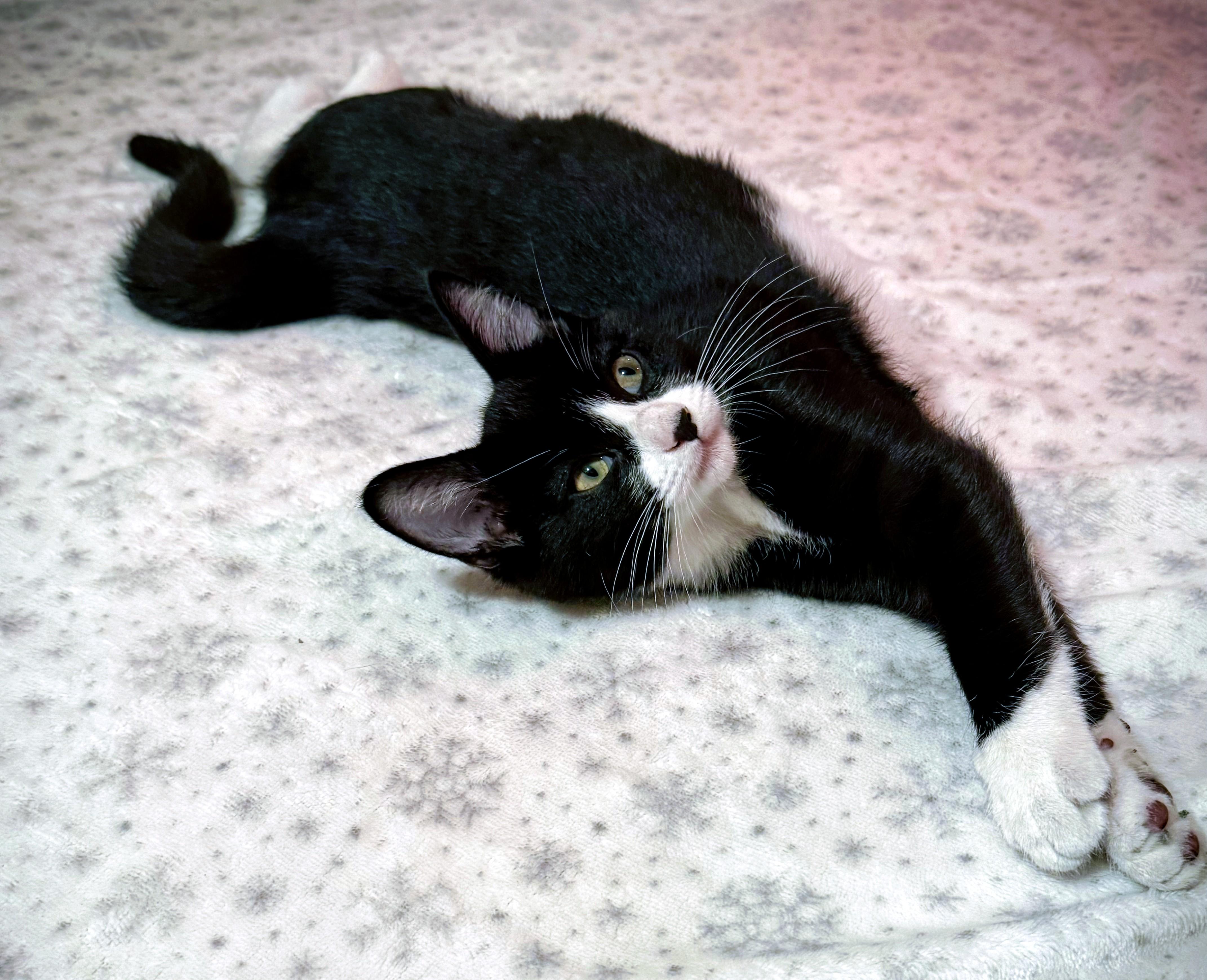 Yoda, a Adoptable mixed breed in Santa Cruz, CA image 3/5