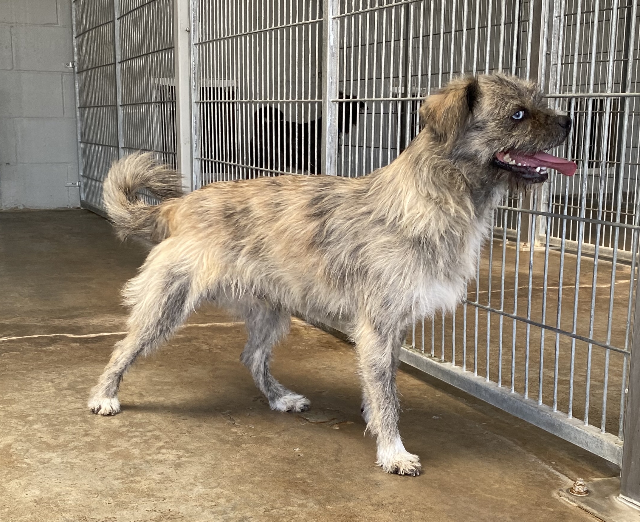 Dog for adoption Curry, a Terrier Mix in El Paso, TX Petfinder